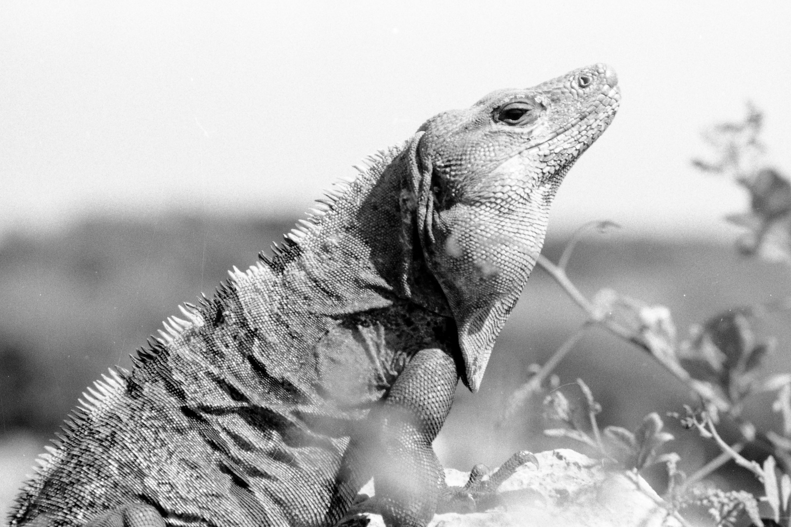 19961121 111   Tulum Don Armando Cabanas   Mexico Film 07   Fnr 017